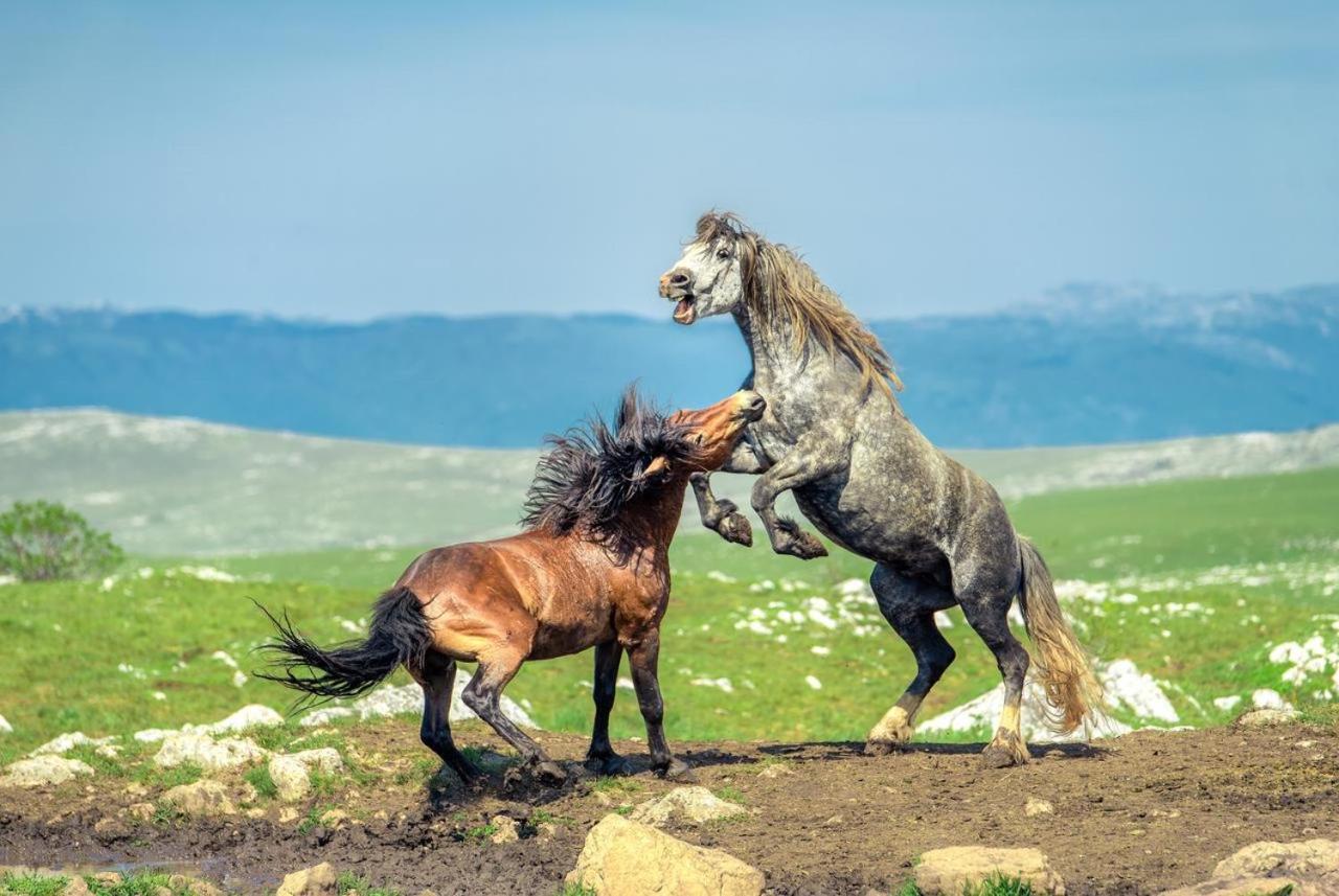 Apartmani Kaic Livno Dış mekan fotoğraf